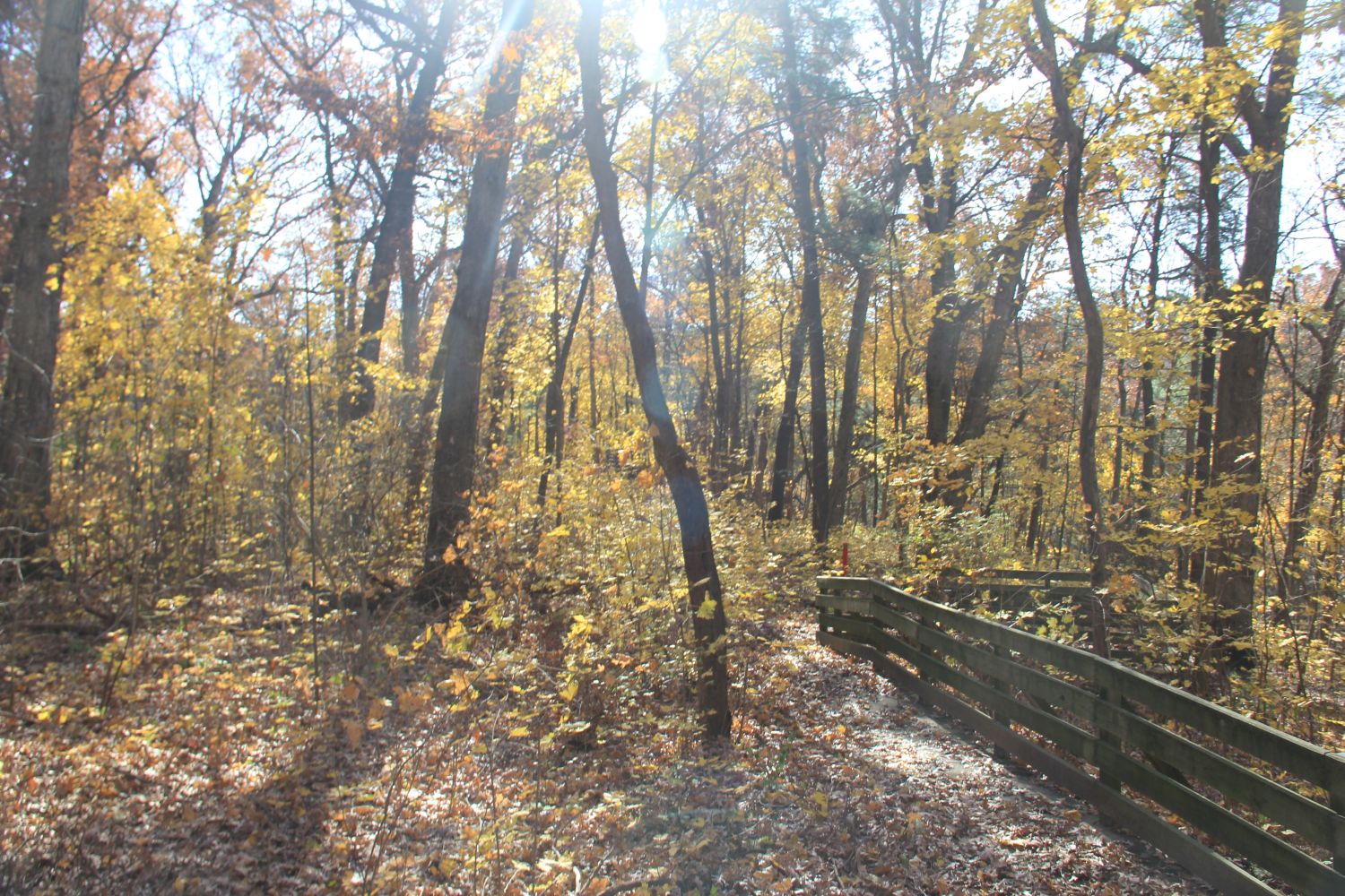 Matthiessen 